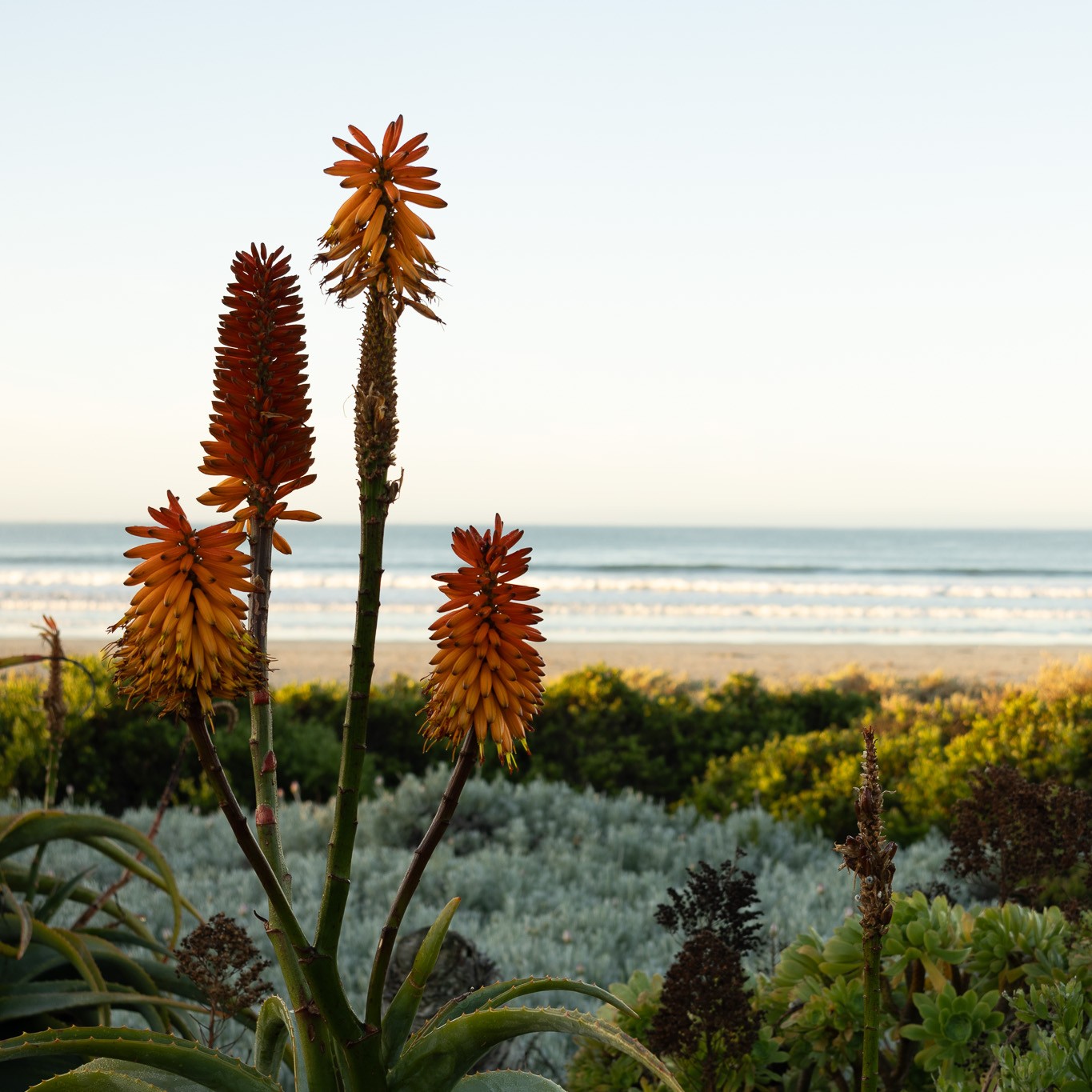 Bekbaai and Paternoster on the West Coast